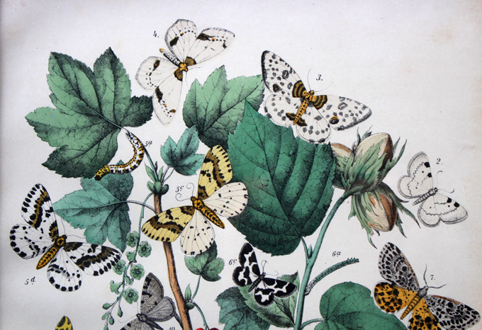 ビンテージ　コラージュ銅版画　昆虫　シェル　造花　シュール　パリ　フレーム付き